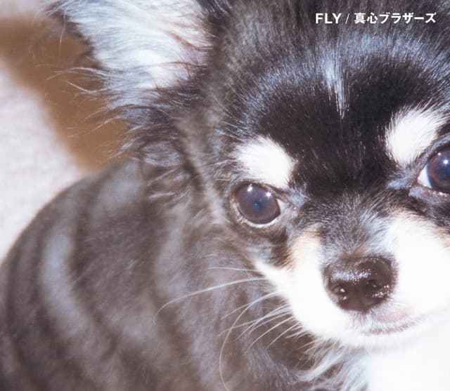 Fly — Album Cover